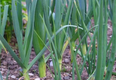 Conheça o vegetal que auxilia na perda de peso e reforça a imunidade Conheça o vegetal que auxilia na perda de peso e reforça a imunidade
